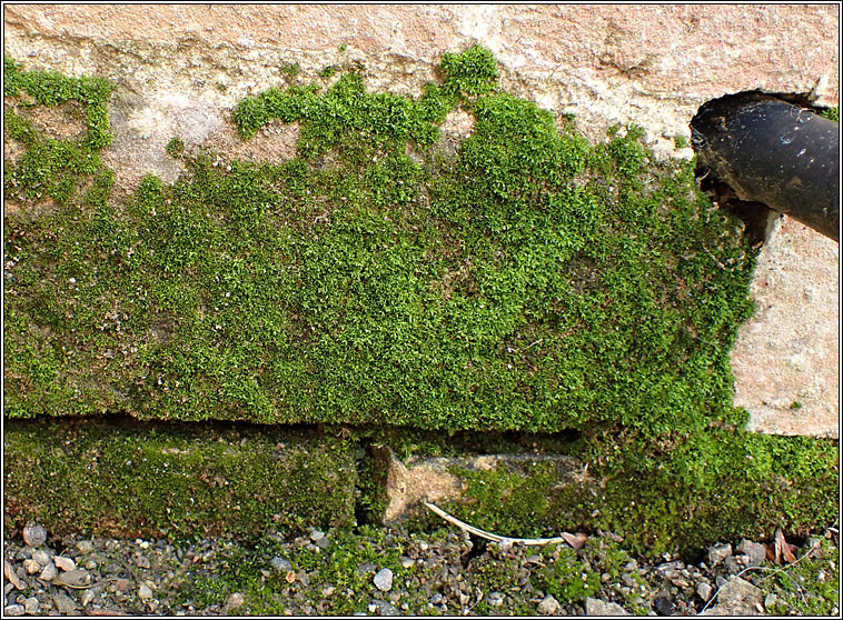 Tortula muralis var aestiva