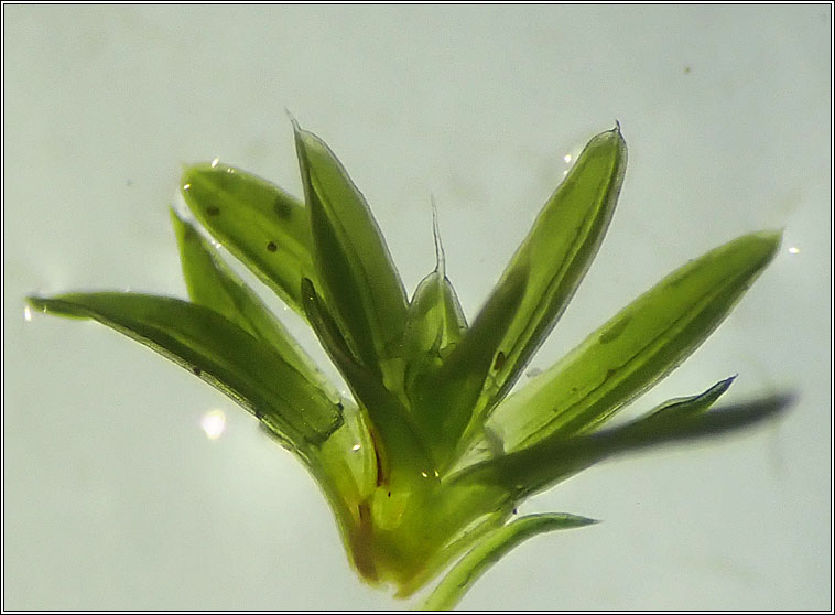 Tortula muralis var aestiva