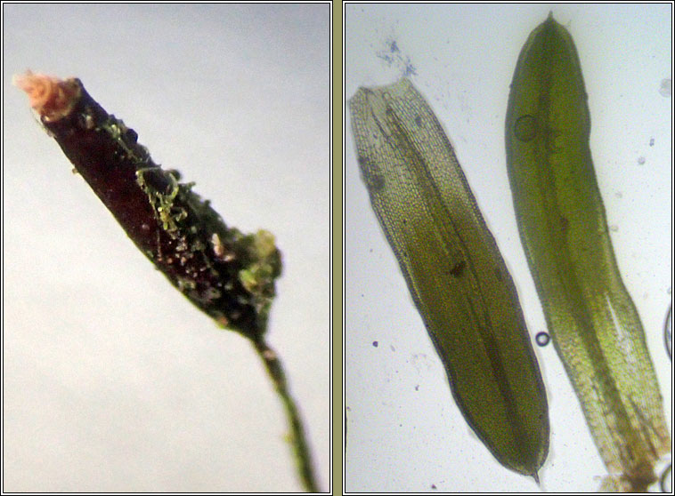 Tortula muralis var aestiva