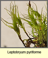 Leptobryum pyriforme, Golden Thread-moss
