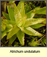 Atrichum undulatum, Common Smoothcap