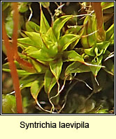 Syntrichia laevipila, Small Hairy Screw-moss