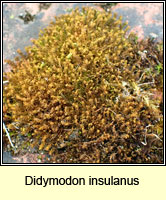 Didymodon insulanus, Cylindric Beard-moss