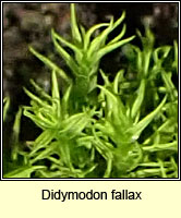Didymodon fallax, False Beard-moss