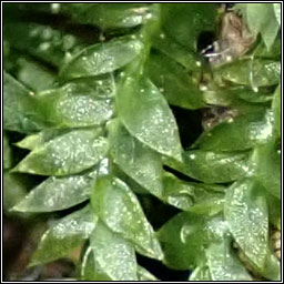 Plagiothecium denticulatum var denticulatum, Dentated Silk-moss