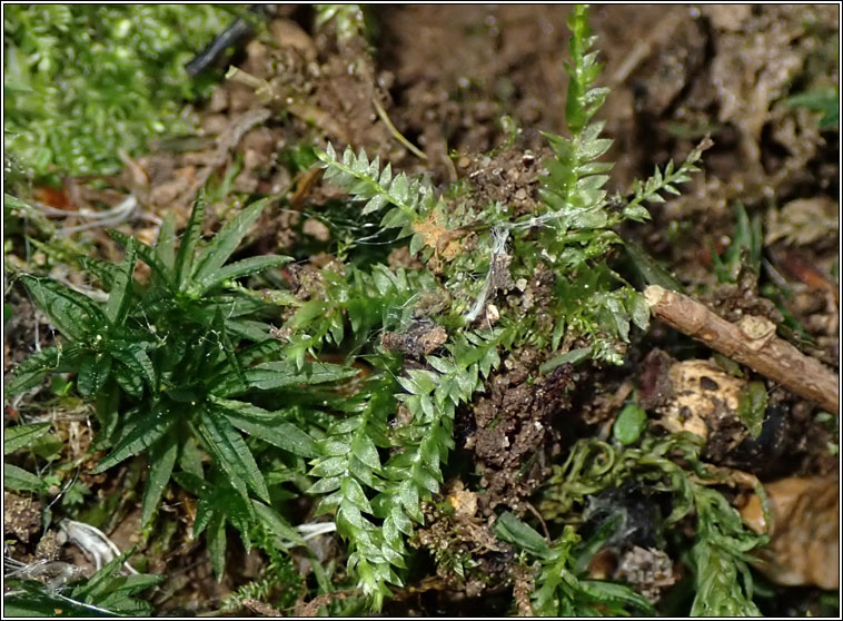 Plagiothecium denticulatum var denticulatum, Dentated Silk-moss