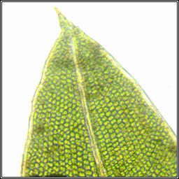 Fissidens bryoides var bryoides, Lesser Pocket-moss