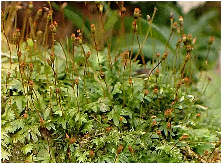 Fissidens bryoides var bryoides, Lesser Pocket-moss