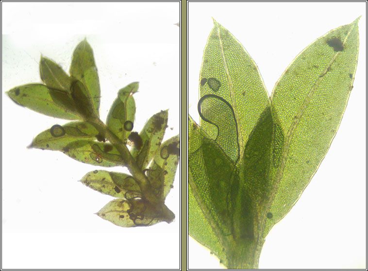 Fissidens bryoides var bryoides, Lesser Pocket-moss