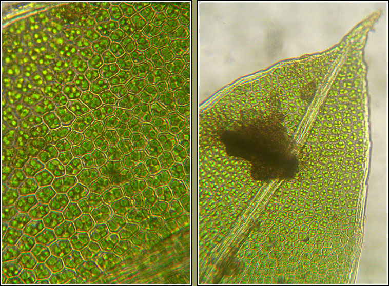 Fissidens bryoides var bryoides, Lesser Pocket-moss