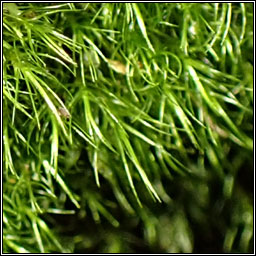 Dicranella heteromalla, Silky Forklet-moss