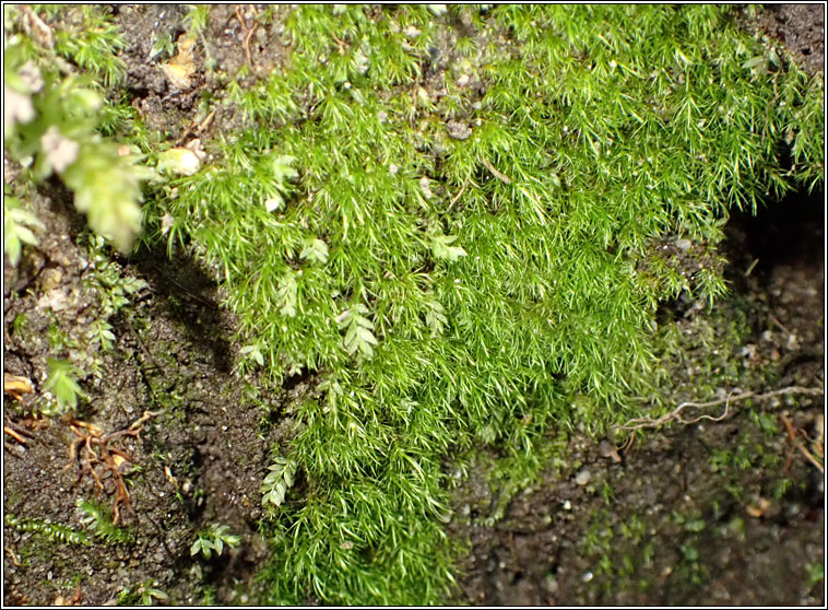 Dicranella heteromalla, Silky Forklet-moss