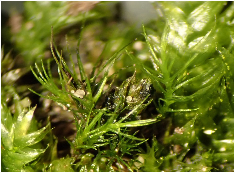 Dicranella heteromalla, Silky Forklet-moss