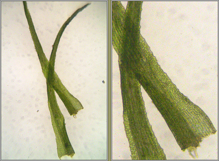 Dicranella heteromalla, Silky Forklet-moss