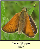 Essex Skipper, Thymelicus lineola
