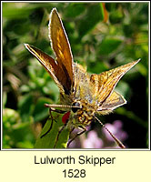 Lulworth Skipper, Thymelicus acteon