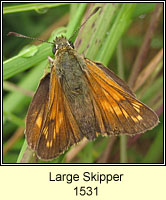 Large Skipper, Ochlodes sylvanus