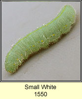 Small White, Pieris rapae