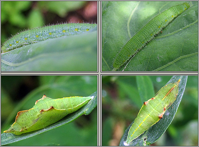 Green-veined White, Pieris napi