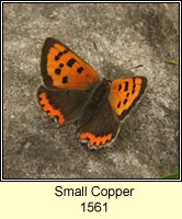 Small Copper, Lycaena phlaeas