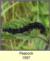 Peacock, Inachis io
