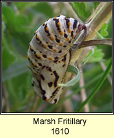 Marsh Fritillary, Euphydryas aurinia