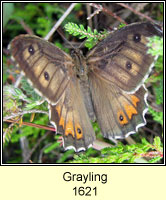 Grayling, Hipparchia semele