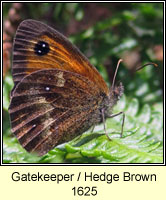 Gatekeeper / Hedge Brown, Pyronia tithonus