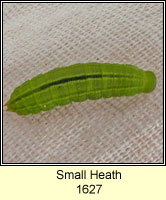 Small Heath, Coenonympha pamphilus