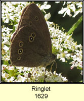 Ringlet, Aphantopus hyperantus