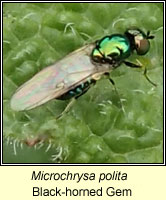 Microchrysa polita, Black-horned Gem