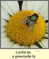 Lucilia sp, a greenbottle