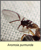 Anomoia purmunda