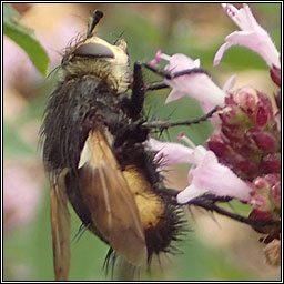 Nowickia ferox