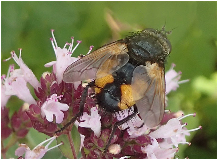 Nowickia ferox