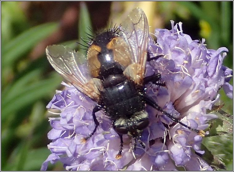 Nowickia ferox