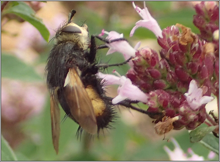 Nowickia ferox