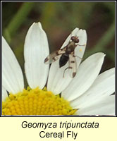 Geomyza tripunctata, Cereal Fly