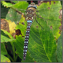 Migrant Hawker, Aeshna mixta