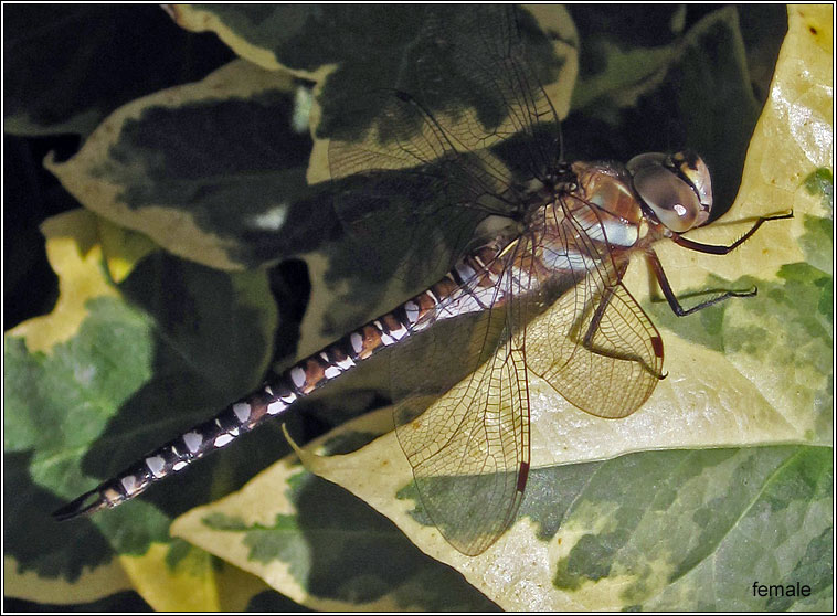 Migrant Hawker, Aeshna mixta