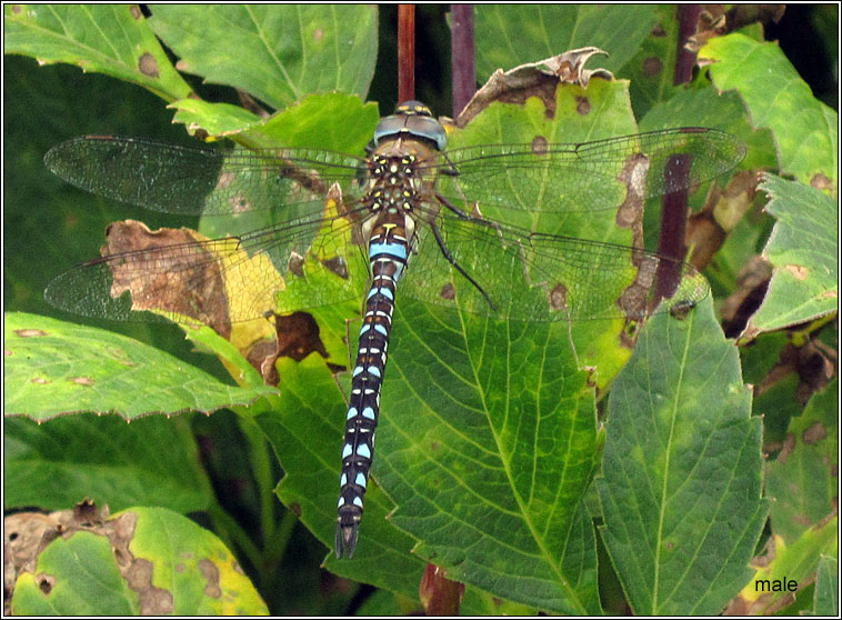 Migrant Hawker, Aeshna mixta