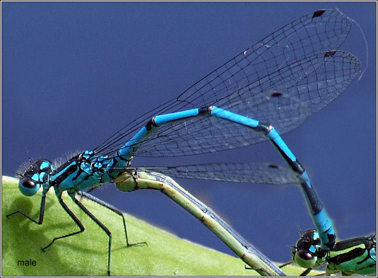 Variable Damselfly, Coenagrion pulchellum