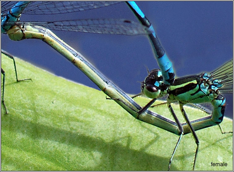 Variable Damselfly, Coenagrion pulchellum