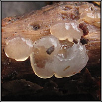 Exidia thuretiana, White Brain
