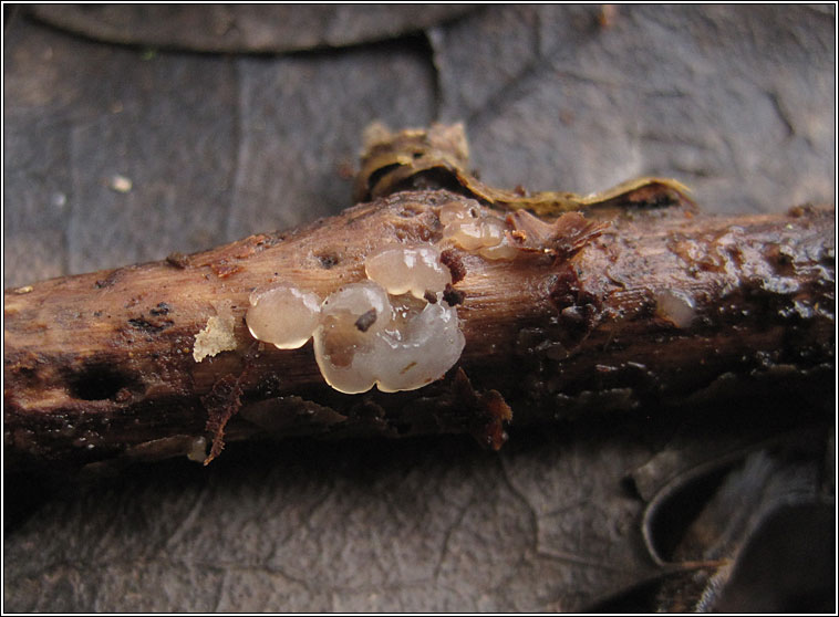 Exidia thuretiana, White Brain