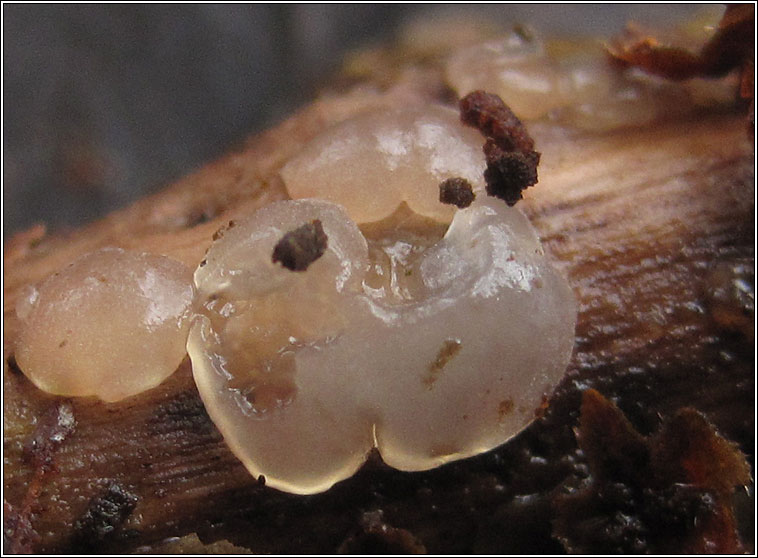 Exidia thuretiana, White Brain