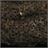 Diatrype stigma, Common Tarcrust