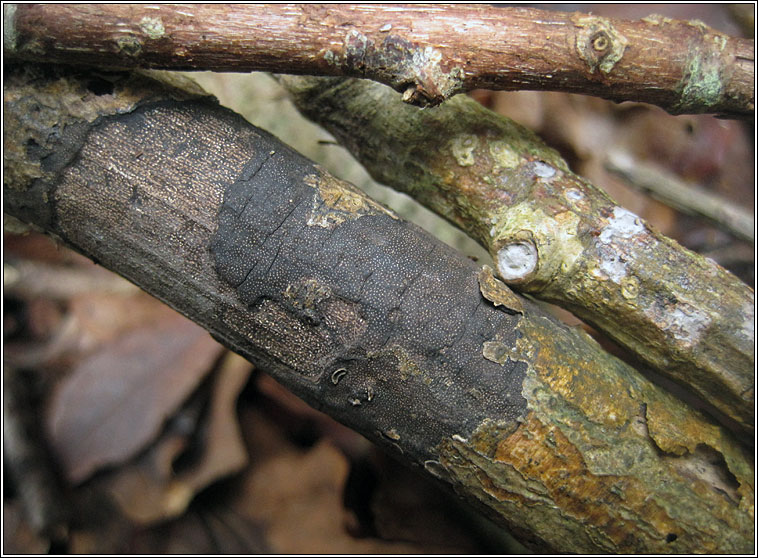 Diatrype stigma, Common Tarcrust