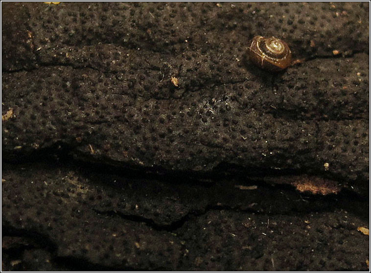 Diatrype stigma, Common Tarcrust