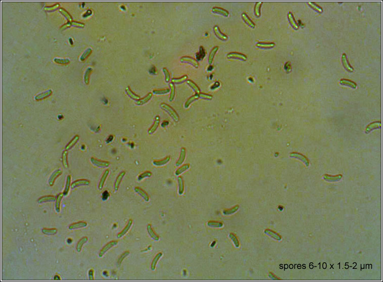Diatrype stigma, Common Tarcrust